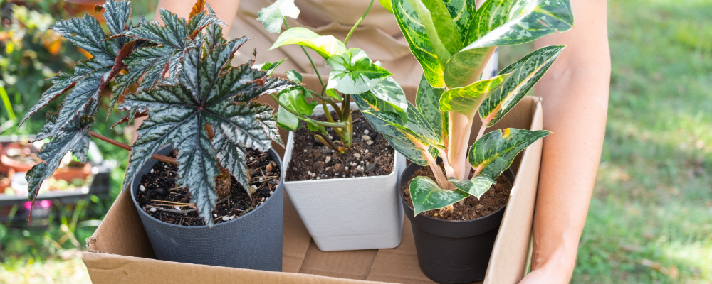 Image of 3 plants in a box
